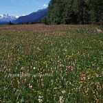 Wiese Foto W. Willner 923