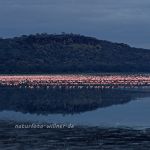 Zwergflamingos (Phoeniconaias minor) am Nakurusee Foto W. Willner-19009