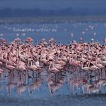 Zwergflamingos (Phoeniconaias minor) am Nakurusee Foto W. Willner-20009