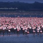 Zwergflamingos (Phoeniconaias minor) am Nakurusee Foto W. Willner-23008