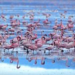 Zwergflamingos (Phoeniconaias minor) am Nakurusee Foto W. Willner-26003