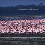 Zwergflamingos (Phoeniconaias minor) am Nakurusee Foto W. Willner-3018