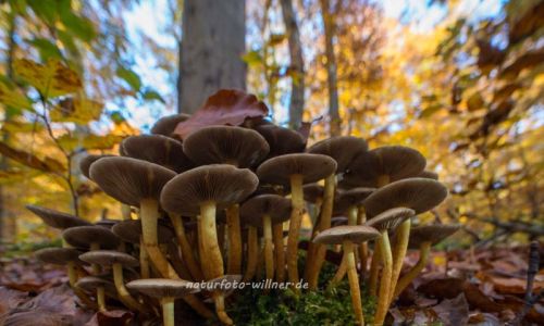 Ludwigshain Hienheimer Forst Foto W. Willner _8058