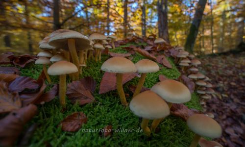 Ludwigshain Hienheimer Forst Foto W. Willner_8042