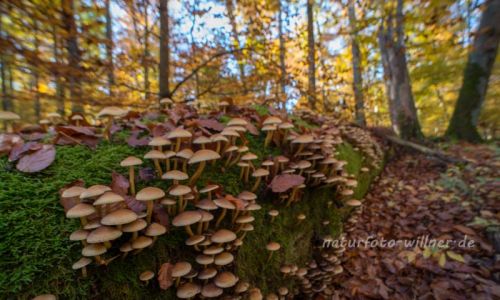 Ludwigshain Hienheimer Forst Foto W. Willner_8046