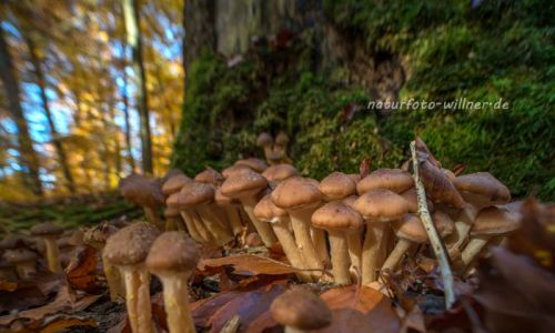 Ludwigshain Hienheimer Forst Foto W. Willner_8063