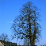 400 jährige Linde im Vorderen Bayer. Wald Foto W. Willner-5