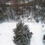 Alte Fichte Haag Foto W. Willner 17