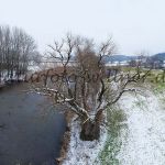 Alte Korbweide Oftlfing Foto W. Willner 10