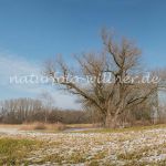 Alte Korbweide Oftlfing Foto W. Willner 13