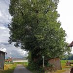 Alte Linde bei Edlkofen LKr. Landshut Foto W. Willner P6250390