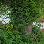 Alte Linde bei Edlkofen LKr. Landshut Foto W. Willner P6250393
