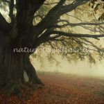 Bavariabuche Foto W. Willner 015