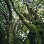 Bavariabuche Foto W. Willner 8858