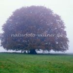 Bavariabuche Foto W. Willner 977