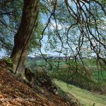 Buchenwald im Altmühltal Foto W. Willner 280