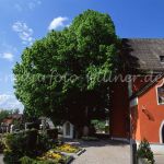 Edignalinde Sommer-Linde (Tilia platyphyllos) in Puch Foto W. Willner 728