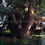 Eibe von Jabel 300 Jahre Nationalpark Müritz Foto W. Willner_0874