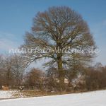 Eiche Hofbaum Wiesheu Unterappersdorf Foto W. Willner_9374