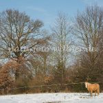 Eiche Hofbaum Wiesheu Unterappersdorf Foto W. Willner_9430