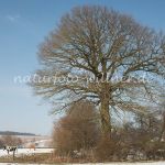 Eiche Hofbaum Wiesheu Unterappersdorf Foto W. Willner_9432
