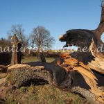 Eiche bei Allershausen nach dem Zusammenbruch Foto W. Willner _9302