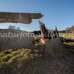 Eiche bei Allershausen nach dem Zusammenbruch Foto W. Willner _9320