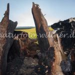 Eiche bei Allershausen nach dem Zusammenbruch Foto W. Willner _9331