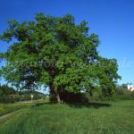 Eiche bei Seon Mozarteiche Foto W. Willner 767