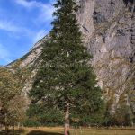 Fichte Foto W. Willner 946