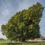 Kapellenlinde von Aschelsried Sommerlinde 370 j Foto W. Willner DSC_6783