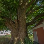 Kapellenlinde von Aschelsried Sommerlinde 370 j Foto W. Willner DSC_6787