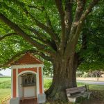 Kapellenlinde von Aschelsried Sommerlinde 370 j Foto W. Willner IMG_0246