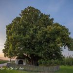 Kapellenlinde von Geisenhausen Sommerlinde 700 j Foto W. Willner IMG_0262