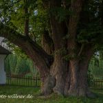 Kapellenlinde von Geisenhausen Sommerlinde 700 j Foto W. Willner IMG_0274