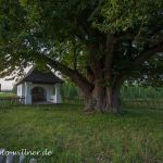 Kapellenlinde von Geisenhausen Sommerlinde 700 j Foto W. Willner IMG_0276