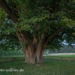 Kapellenlinde von Geisenhausen Sommerlinde 700 j Foto W. Willner IMG_0283