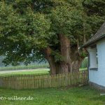 Kapellenlinde von Geisenhausen Sommerlinde 700 j Foto W. Willner IMG_0303
