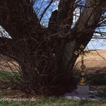 Linde Foto W. Willner 578