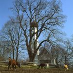 Linde Starnberger See Foto W. Willner img649