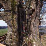 Linde am Friedhof Holzhausen Starnberger See 0051 Foto W. Willner