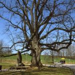 Linde bei Wessobrunn Foto W. Willner img 899