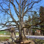 Linde bei Wessobrunn Foto W. Willner img047