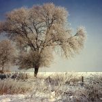 Linde im Winter 25 Foto W. Willner