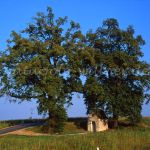 Linden Foto W. Willner 694