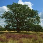 Lünebuger Heide Stieleiche Foto W. Willner 620