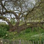 Maulbeerbaum Morus alba Insel Mainau Foto W. Willner_3395