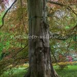 Rotbuche Foto W. Willner_3339