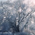 Silber-Weide (Salix alba) im Winter Foto W. Willner-1015