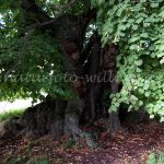 Specker Linde Müritz Nationalpark Foto W. Willner_0755